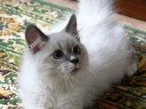Кто стерилизовал кошечку "бесшовным" методом?