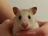 Хомячок Фуня :))