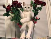🌸🌸🌸🌸🌸🌸
