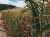 Загородная жизнь🌾