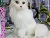 Ангорский кот Арни, 20 см