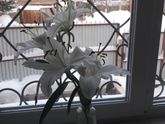Сон про свадьбу и