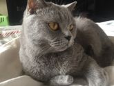 Лечимся