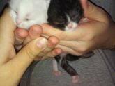 Знакомьтесь- это Василий Котофеевич😽😺😻