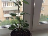 Садоводы помогайте!