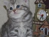 Кот или кошка?