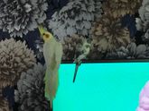 попугаи и новорожденный