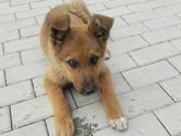Помогите пожалуйста найти дом собачке девочке ???