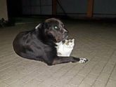 Собаки