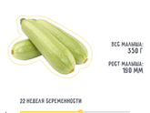 Кабачок ?