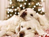 Всех католиков с Рождеством😍🎄