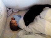 Кошку переклинило/////