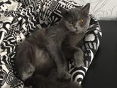 Кошачий пост )) мура
