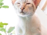 Страшная кошка