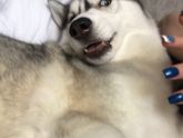 Пдр