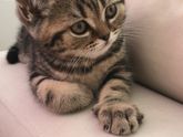 Имя для котенка!