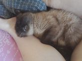 Проснулась что ноги горят