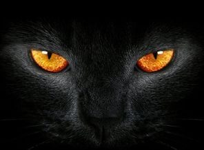 Gokay Bozoglu_The Dark Cat_ZE1jQmRc