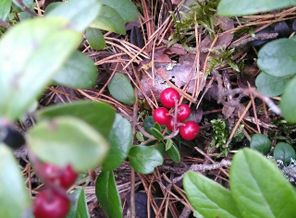 IMG_20171003_195215_710