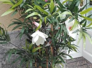 IMG_20170921_185742