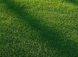 1441397838_papers.co-vj85-lawn-grass-sunlight-green-pattern-33-iphone6-wallpaper