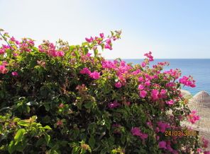 IMG-a7c4380b23e9e33ca9b0d9dc21c3087b-V