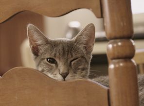 CATPLE_WALLPAPERS_13498