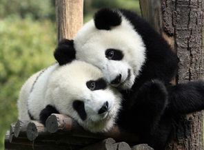 1369460627_panda-9