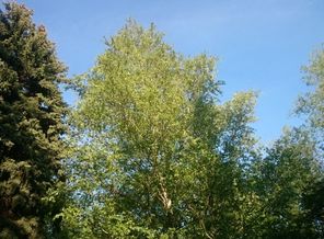 IMG-20170530-WA0030