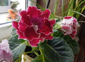 IMG_20170512_130011_163