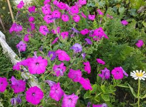 IMG_20170812_194741