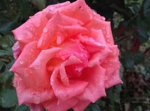 IMG-20170930-WA0002