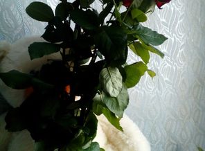 IMG_20170531_093308