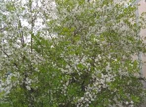 IMG_20170524_200316