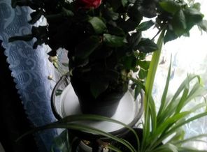 IMG_20170525_122357