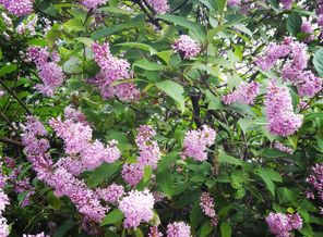 IMG_20170630_174404_440