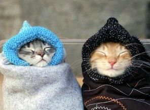Pooja Chakraborty_Cute Kitties.._YkVqQWVfdQ