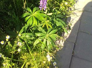 IMG_20170813_095119
