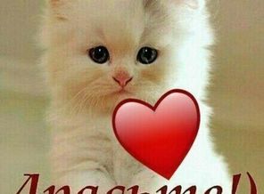IMG-20171119-WA0003