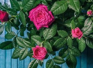 Multicolor-05-2.3.001-bigpicture_05_4