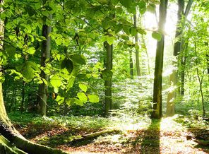 3. Forest