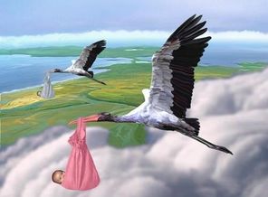 где-берёт-аист-детей-1