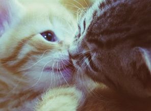 Cute-Kittens-kittens-16124041-1280-800(1)