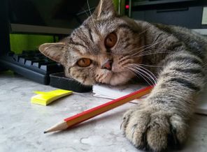 IMG-20160928-WA0003