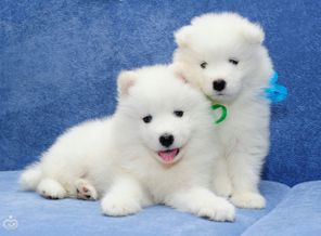 Gunjan Agrawal_puppies_ZExmRWZc