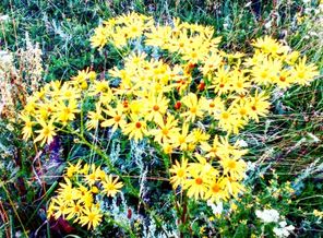IMG_20170802_212726_106