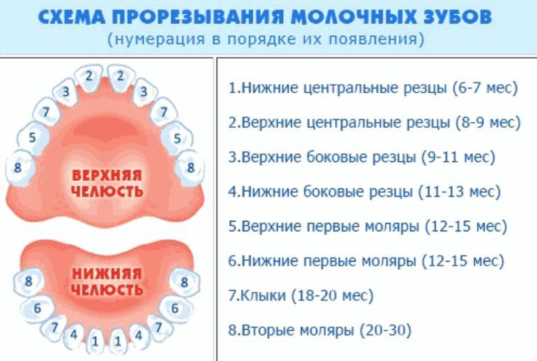 Коренные зубы
