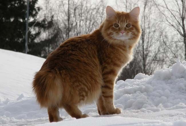 Курильский бобтейл котик