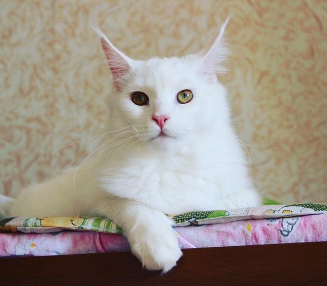 Котёнок МЕЙНКУН Красноярск дешего