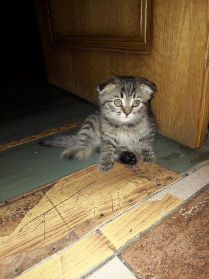 Завели котенка, искали шотландского